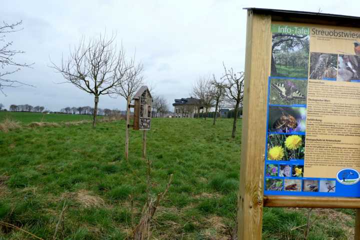 wie in jedem Jahr im März: "Pfge" der NABU S. - Streuobstwies im Gewerbegebiet Gangelt-West