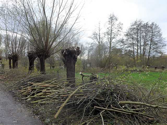 212 Kw wurden geschnbeitelt, auch nmit Hilfe des Hochenmtasters während 14,5 Std.