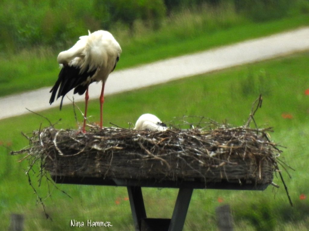 Storch 1