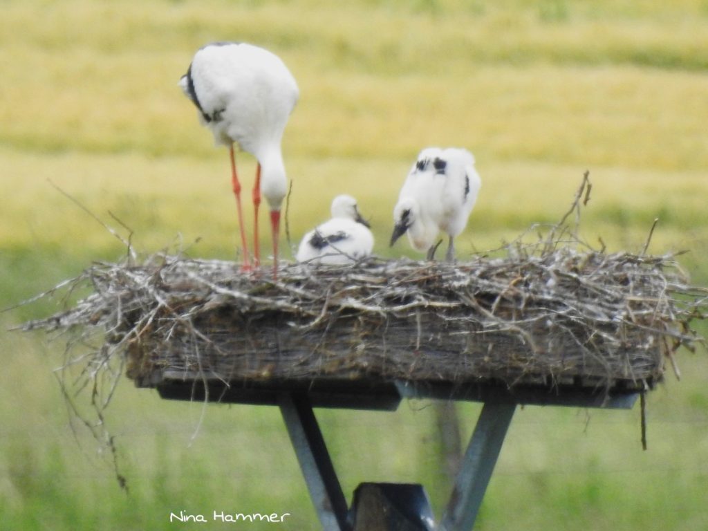 Storch 2