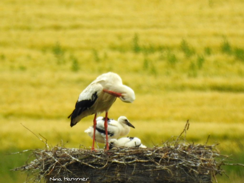Storch 3