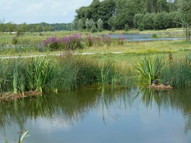 Durchfluss durch den neu angelegten visvijvetr bei Schinveld