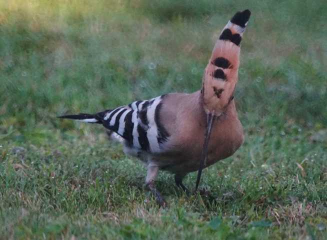 in einem Garten im benachbarten Schinveld (Nl)