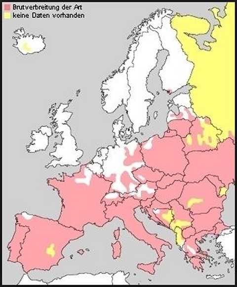 ein Blick auf eione Verbnreitunghskarte: in den letzten Jahren wurd nur einmal ein Widehopf, und das in Nordlimburg beobachtet werden