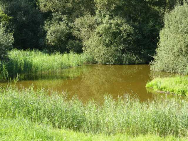 Schilf in unmittelbarer Wasser-/Ufernähe für freieSicht nicht förderlich
