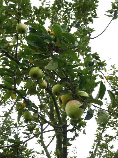 dass in der Tat nur ganz wenige Apfelbäume die Minusgrade überstanden haben, die Ernte sehr überschaubar, d.h. an eine Obstversaftung wie im Vorjahtr war nicht zu denken!
