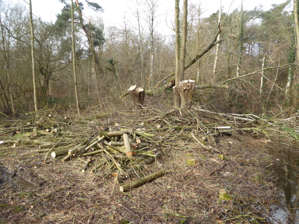 Bild 35 (1)
