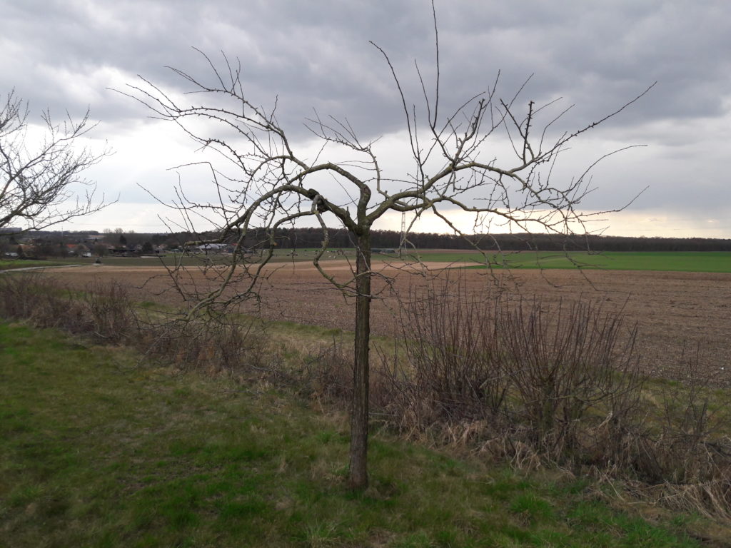 Obstwiese 2