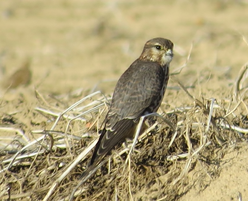 Merlin