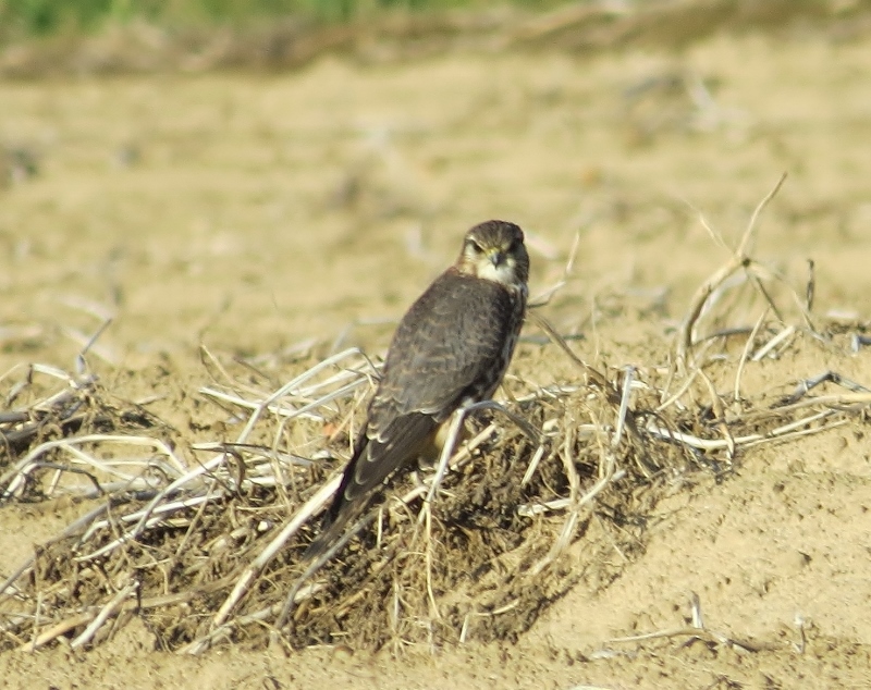 Merlin