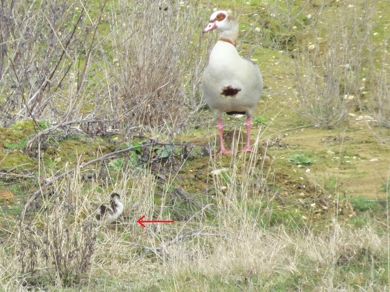 Nilgans