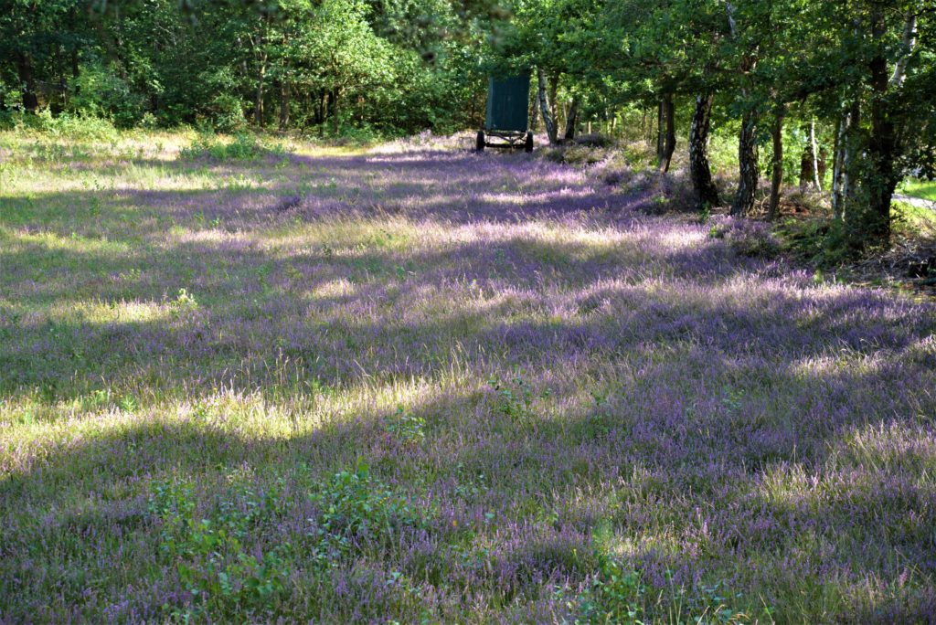 Heide 5