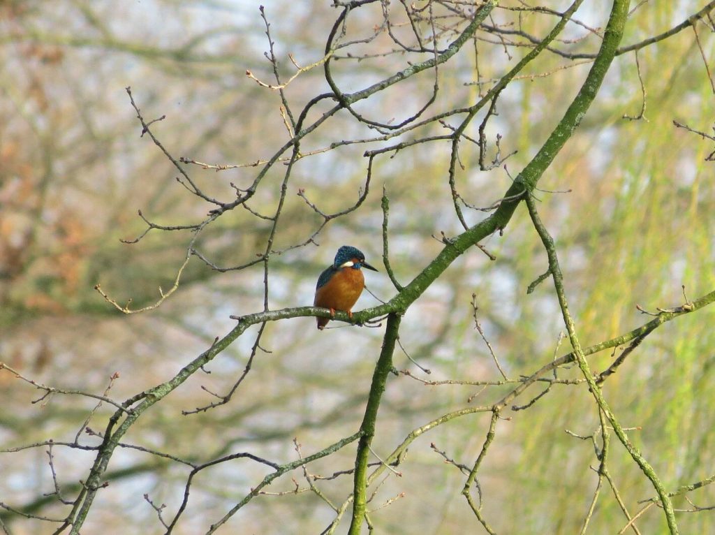 Eisvogel