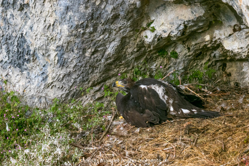 Steinadler