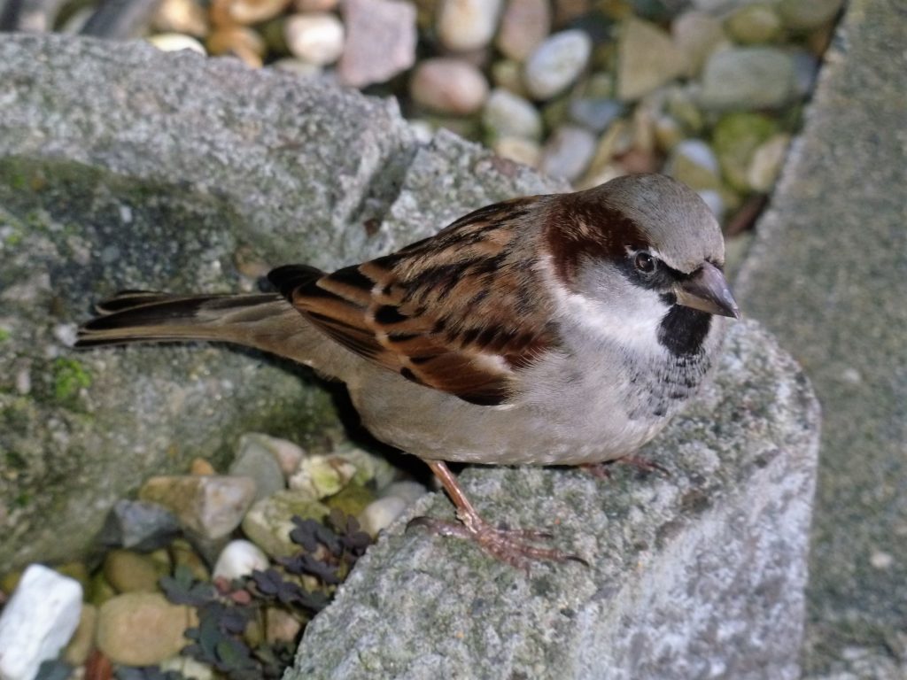 männlicher Haussperling, Fotograf: Helga Heinen, Ort: Mindergangelt