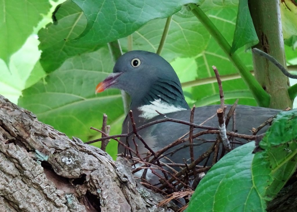 brütende Ringeltaube, Fotograf: Helga Heinen, Ort: Mindergangelt