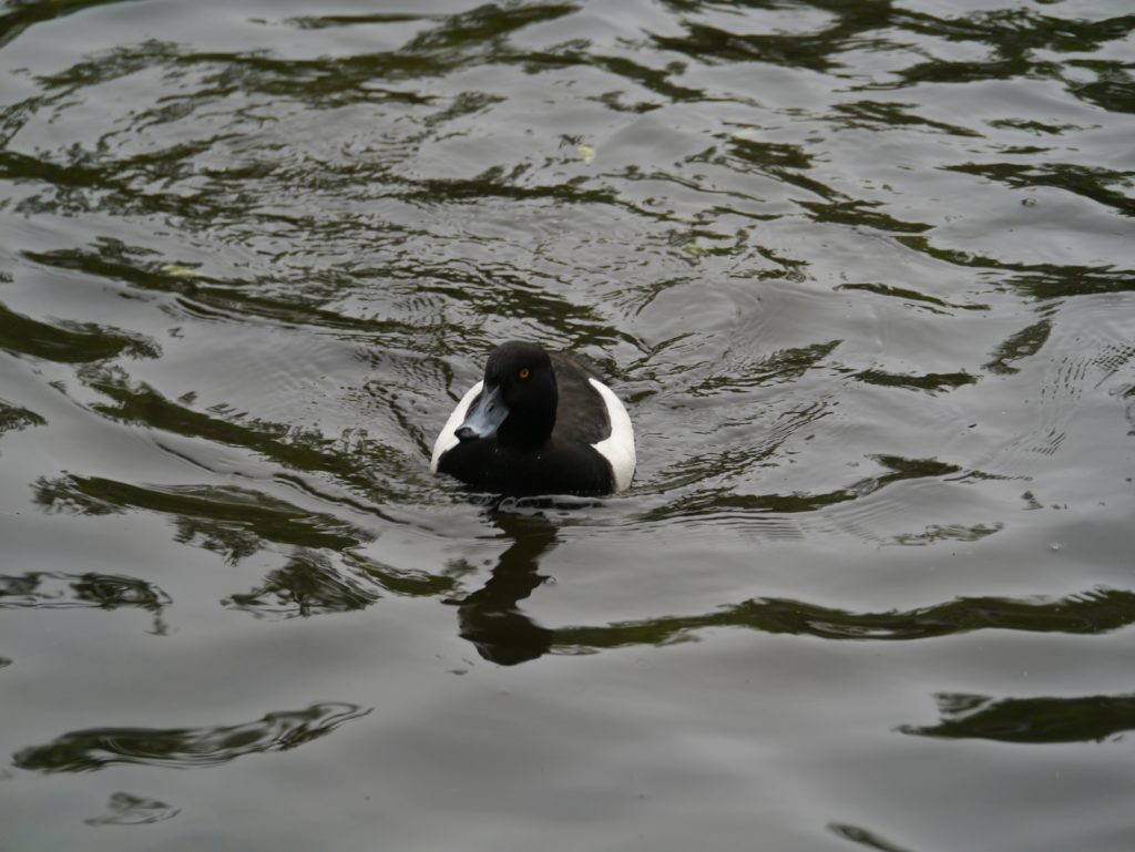 Reiherente, Fotograf: Thomas Henkens, Ort: Millen