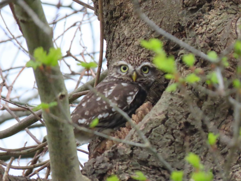 Steinkauz, Fotograf: Wil Quaedeckkers, Ort: Naturpark Rodebach/Rodebeek