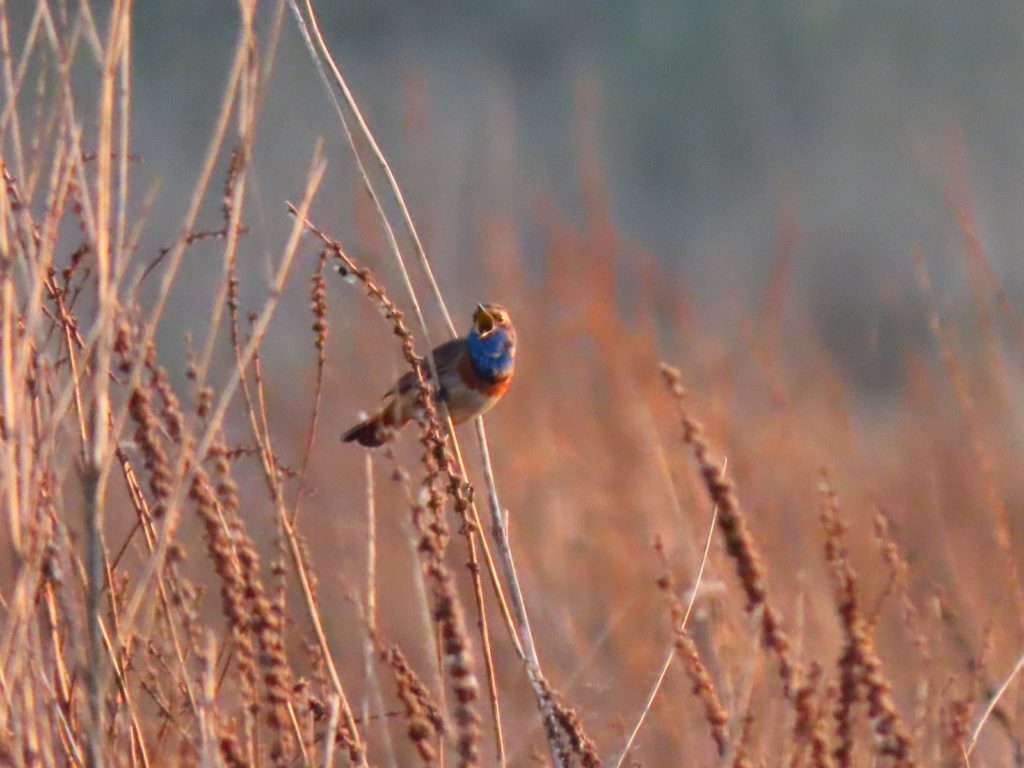 Blaukehlchen, Fotograf: Wil Quaedeckers, Ort Gangelter Bruch