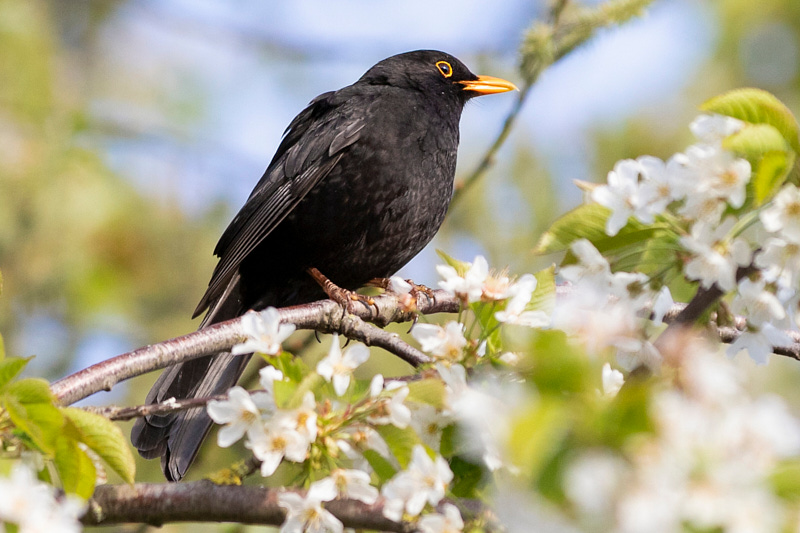 Amsel, Fotograf: Frau Barthel, aufgenommen in Höngen