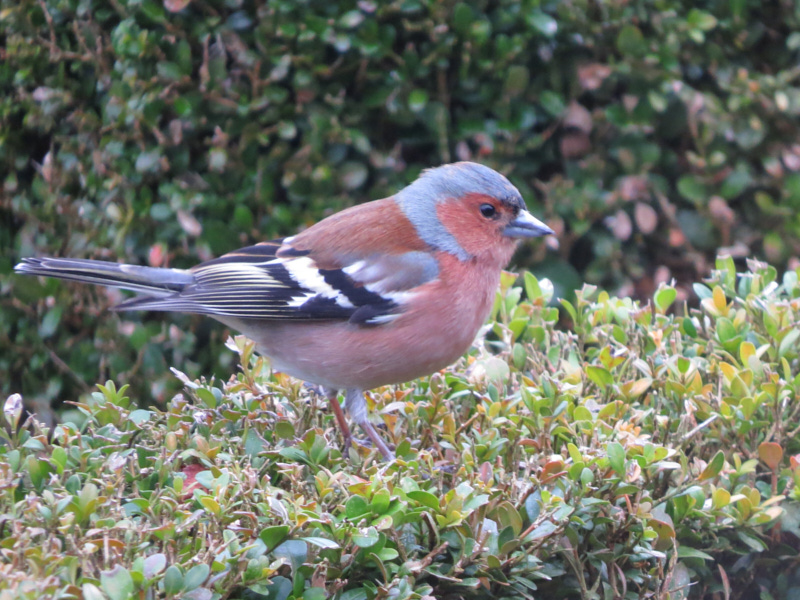 Buchfink, Fotograf: Peter Hamacher, Ort: Havert