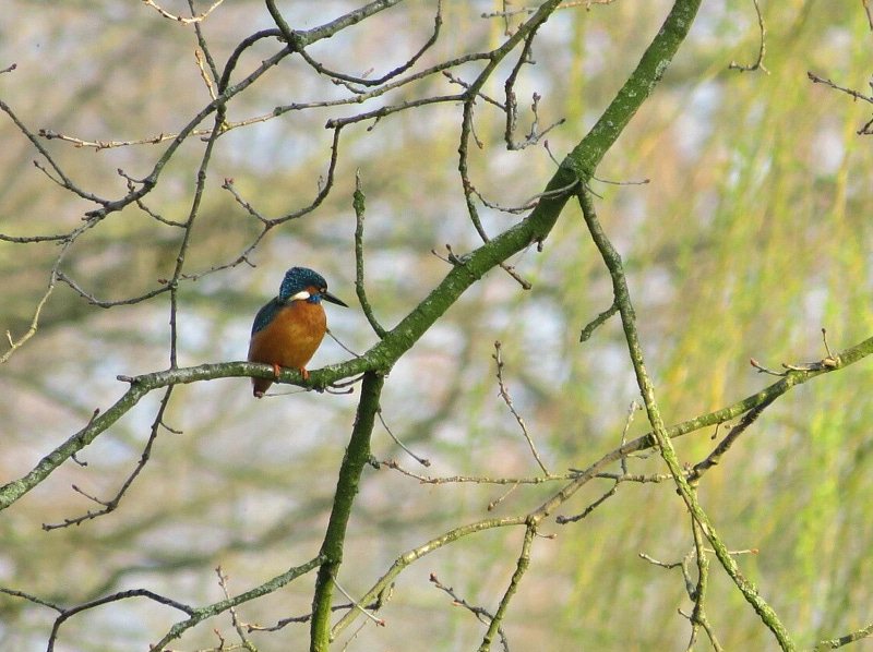 Eisvogel, Fotograf: Peter Hamacher, Ort: Havert