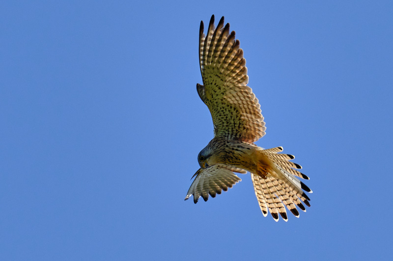 Turmfalke, Fotograf: Uwe Huchel, Ort: Gangelter Bruch