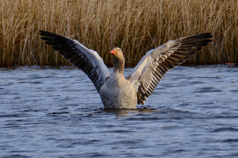 Graugans, Fotograf: Uwe Huchel, Ort: Teverener Heide