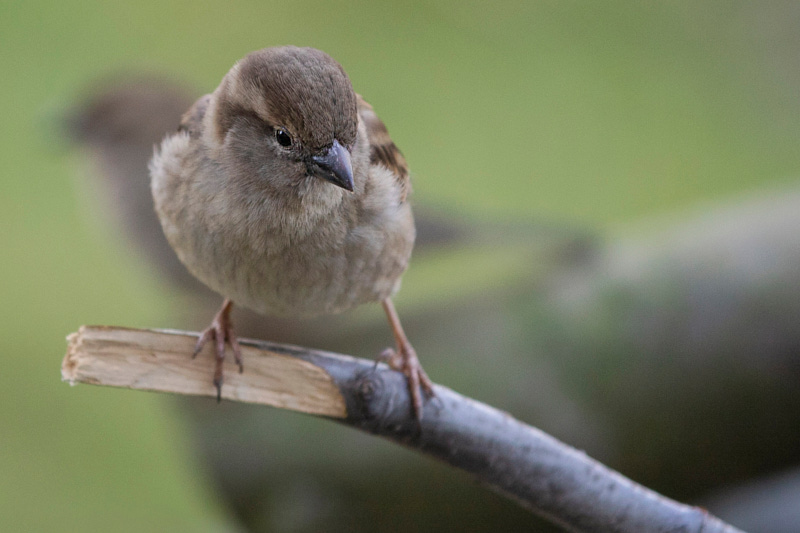 Haussperling Weibchen, Fotograf: Bertha Willms, Ort: Höngen