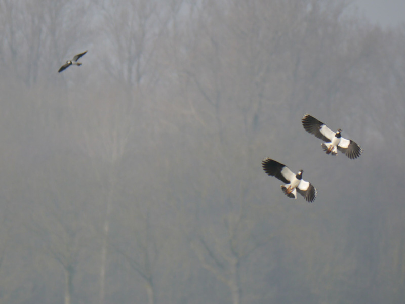 Kiebitz, Fotograf: Thomas Henkens, Ort: Schalbruch
