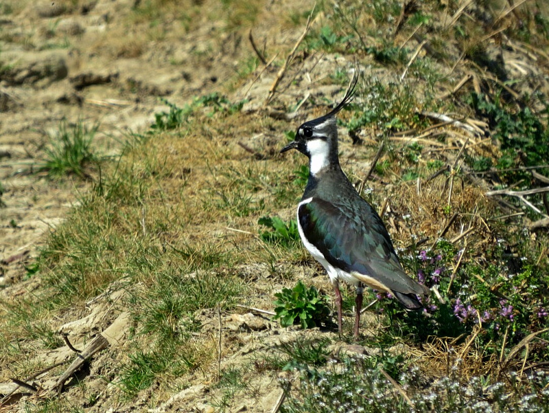 Kiebitz, Fotograf: Peter Hamacher, Ort: Havert