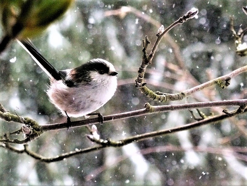 Schwanzmeise, Fotograf: Helga Heinen, Ort: Mindergangelt