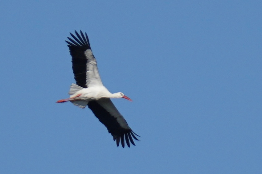 Weißstorch, Fotograf: Klaus Lücke, Ort: Geilenkirchen