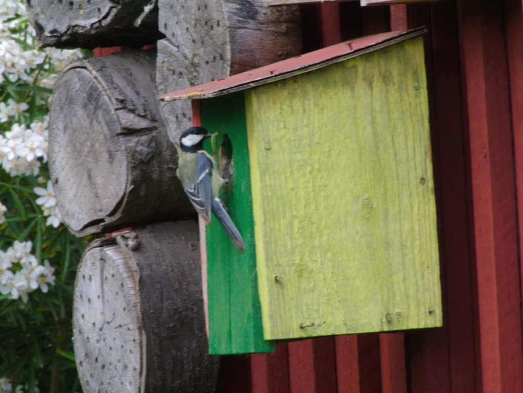 Kohlmeise, Fotograf: Tim Henkens, Ort: Tüddern