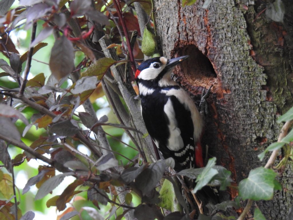 Buntspecht, Fotograf: Walter Scheufen, Ort: Birgden