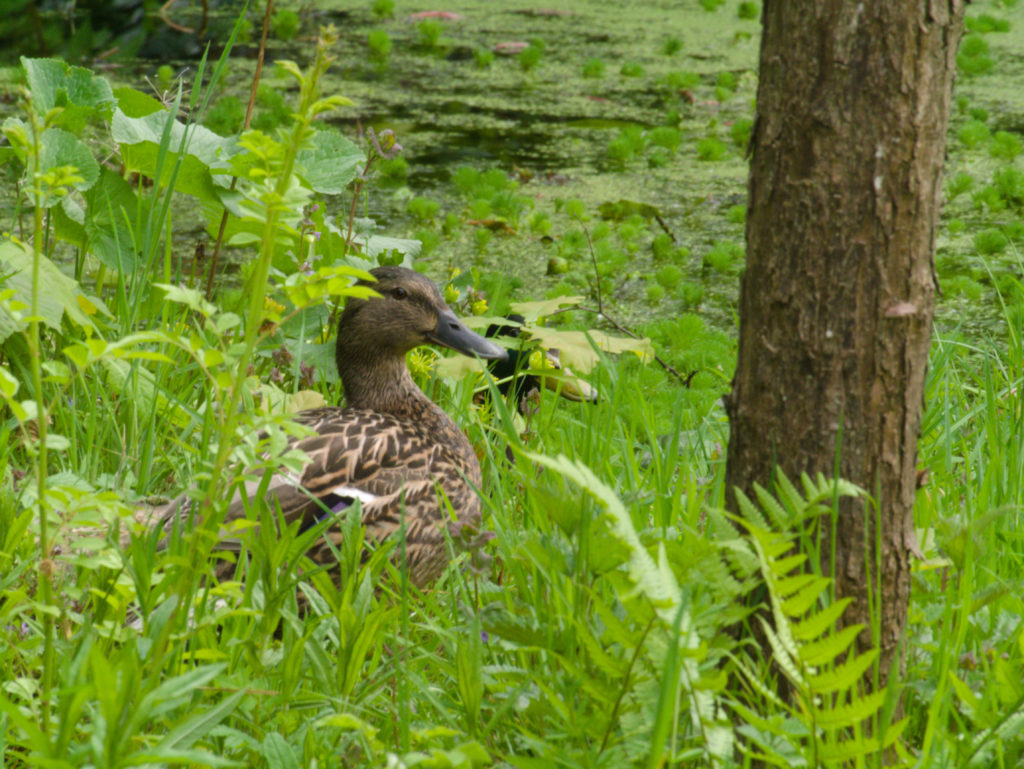 Stockente, Fotograf: Tim Henkens, Ort: Tüddern