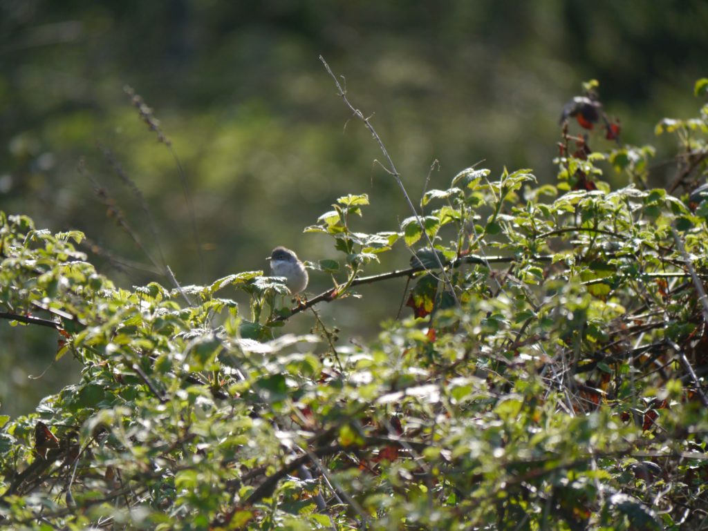 Dorngrasmücke, Fotograf: Thomas Henkens, Ort: Selfkant