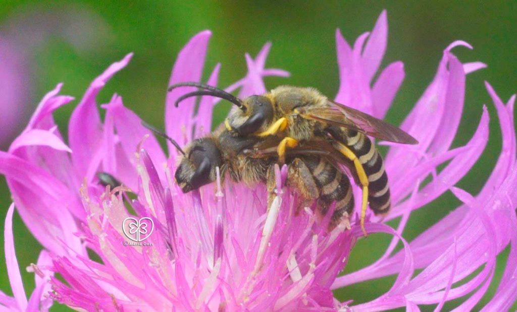 Gelbbindige Furchenbiene auf Wiesenflockenblume