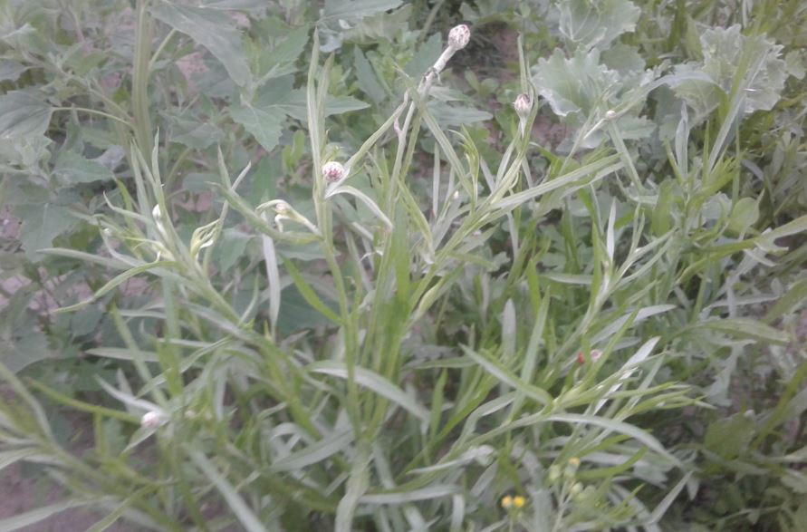 Kornblume
