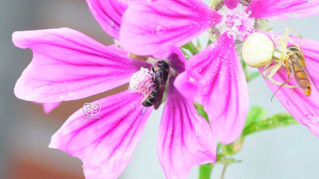 links Soltärbiene, rechts Krabbenspinne mit einer gefangenen Schwebfliege