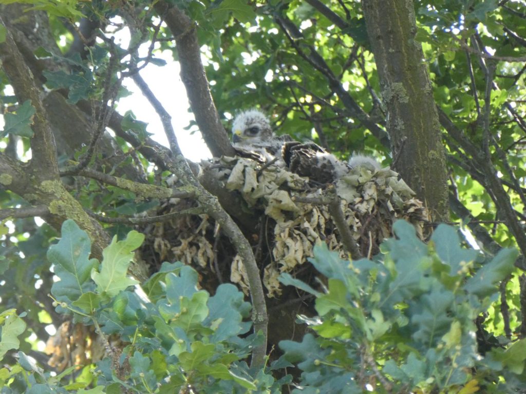 Wenn man genau hinschaut erkennt man das Nest...