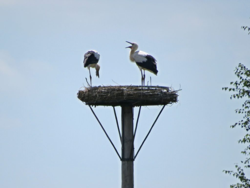 Weißstorch (juv.)