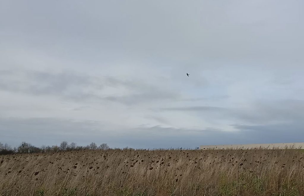Turmfalke jagt auf der Wiese
