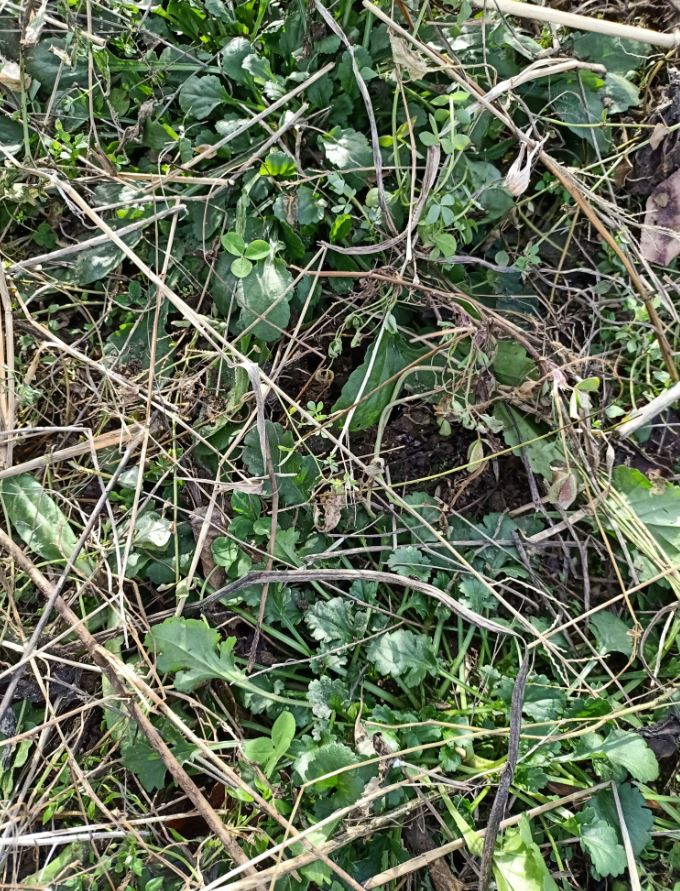 Wiesenmargerite mit Rotklee