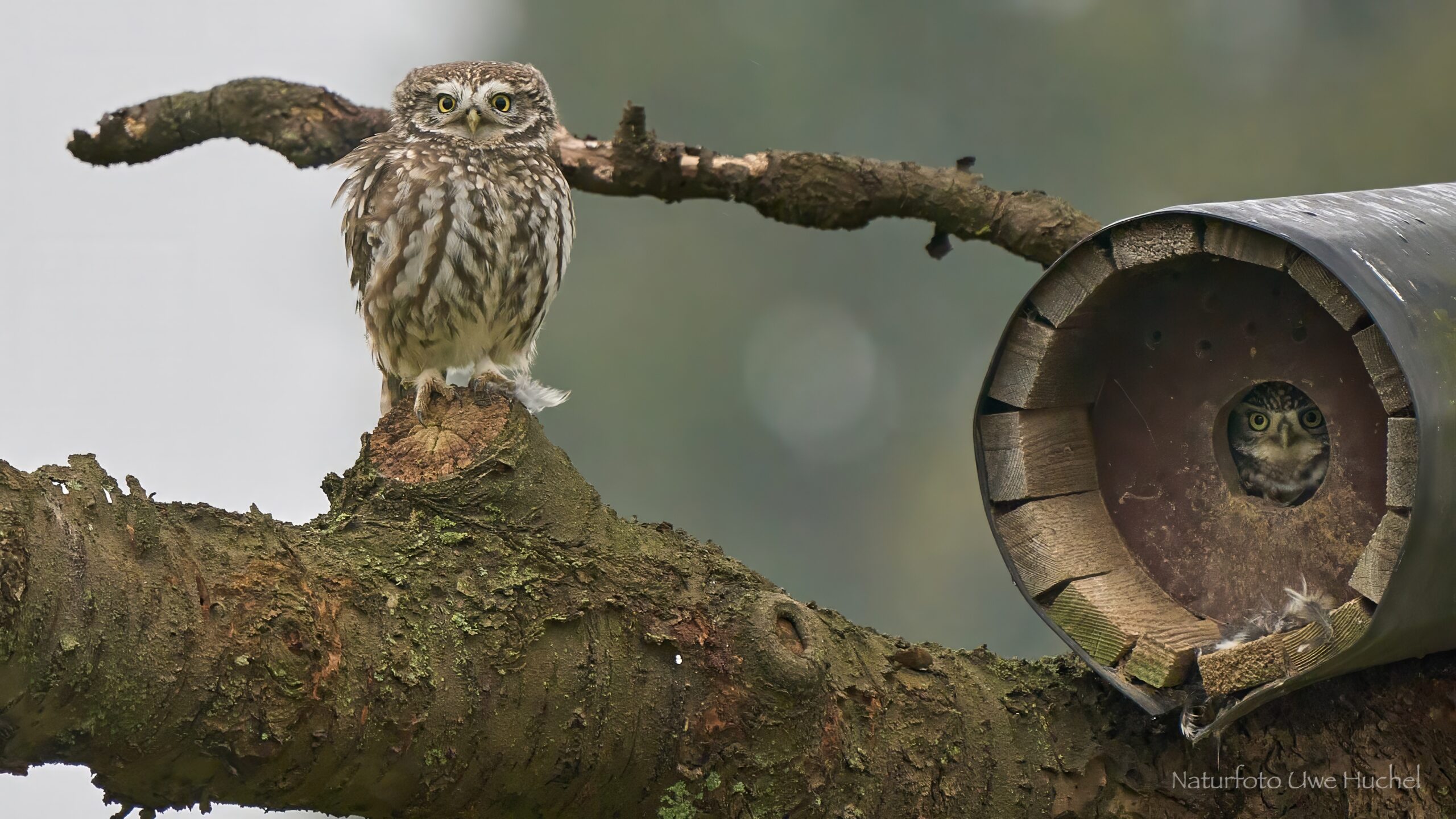 Vortrag zu Steinkauz von Daniel Lück, biologische Station Aachen