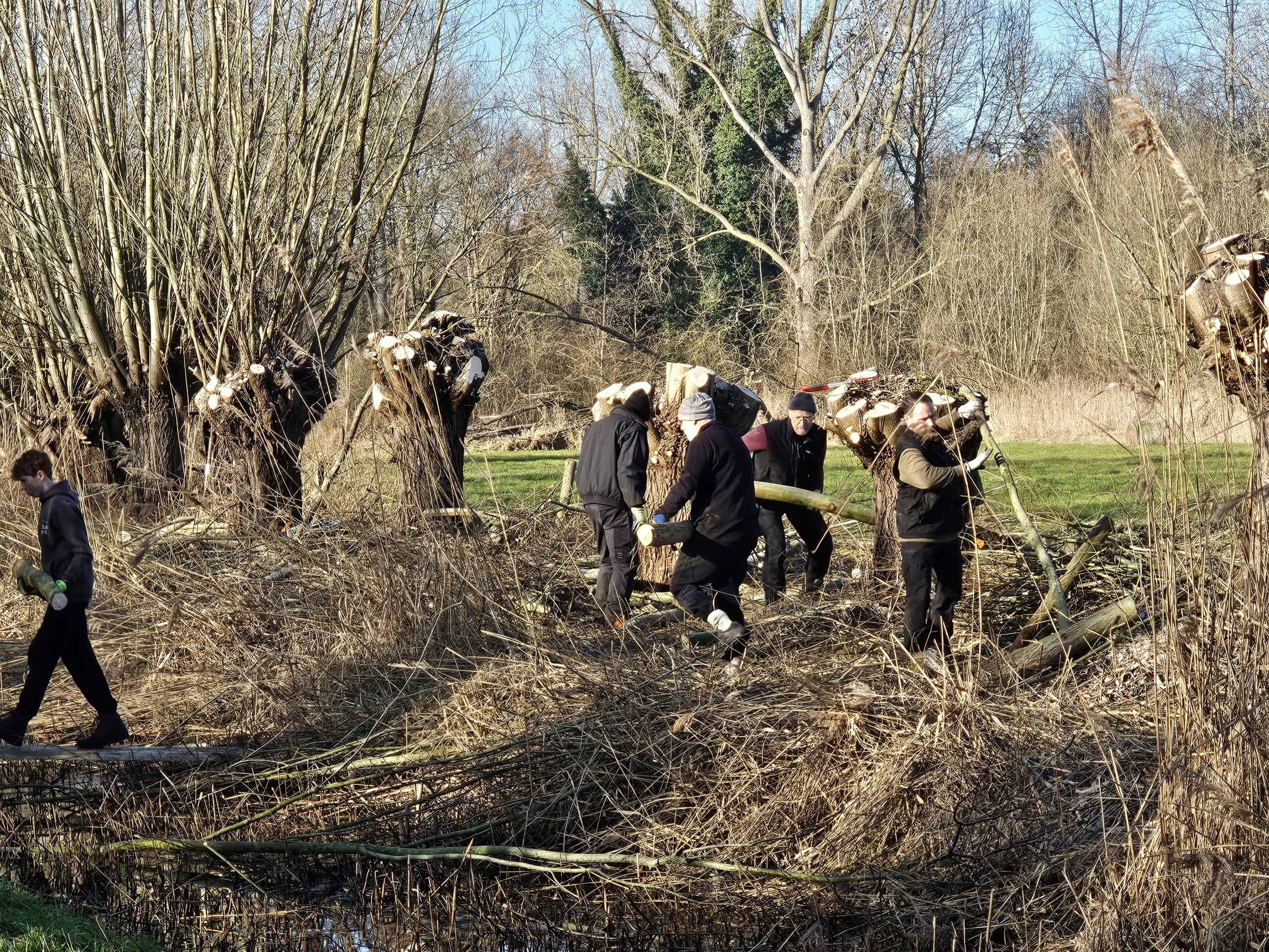 Kopfweidenpflege Gangelt