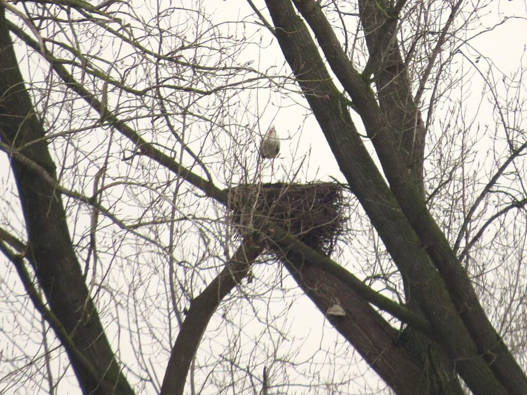 Zur gleichen Zeit wurde auch der natürliche Horst von zeitweise 2 Störchen besucht. (Foto: Peter Hamacher)