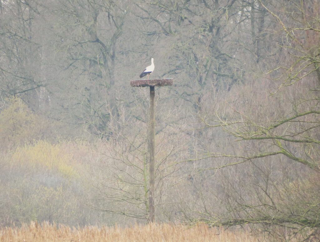 Ein halbes Jahr später konnte der erste balzende Storch auf dem Kunsthorst foto- grafiert werden. (Foto: Peter Hamacher)