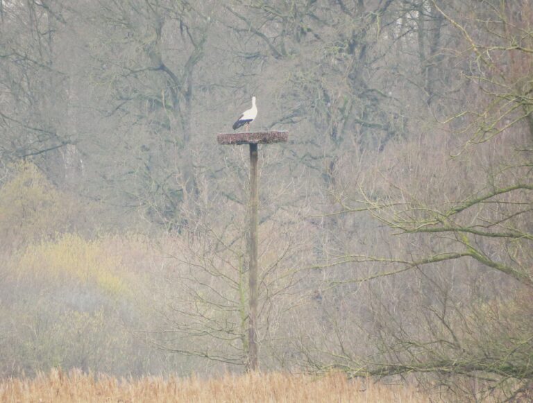 Ein halbes Jahr später konnte der erste balzende Storch auf dem Kunsthorst foto- grafiert werden. (Foto: Peter Hamacher)